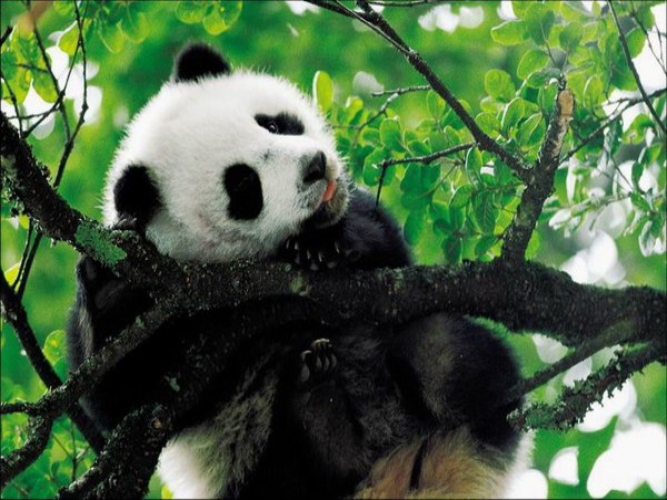 熊猫繁育研究基地